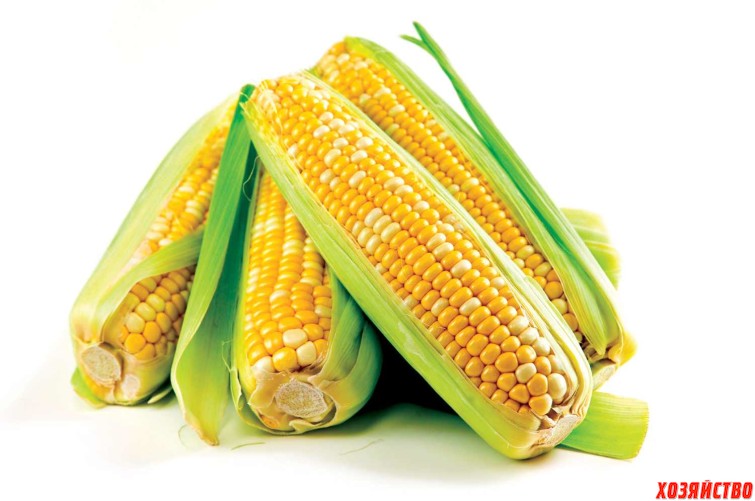 кукуруза 2.jpg